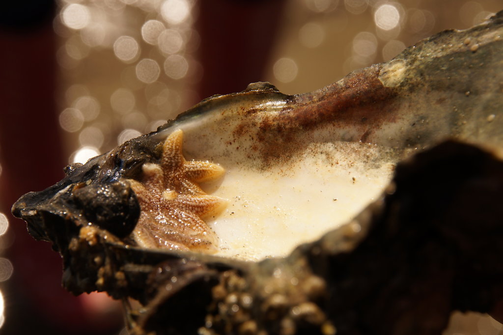 Zeesterretjes in Japanse oester