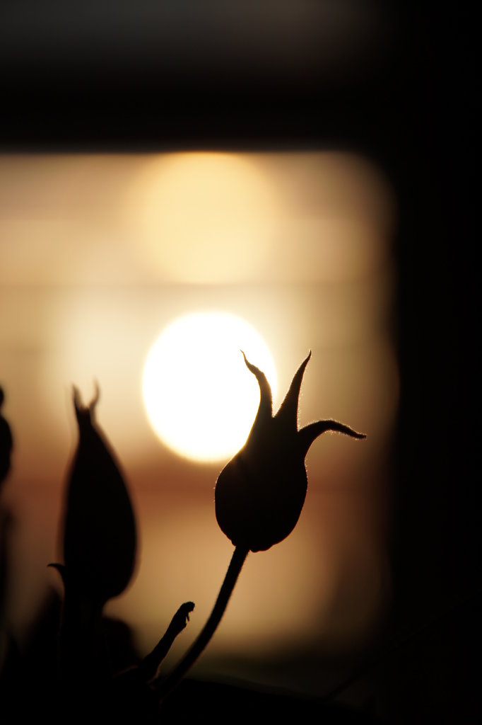 Silhouette