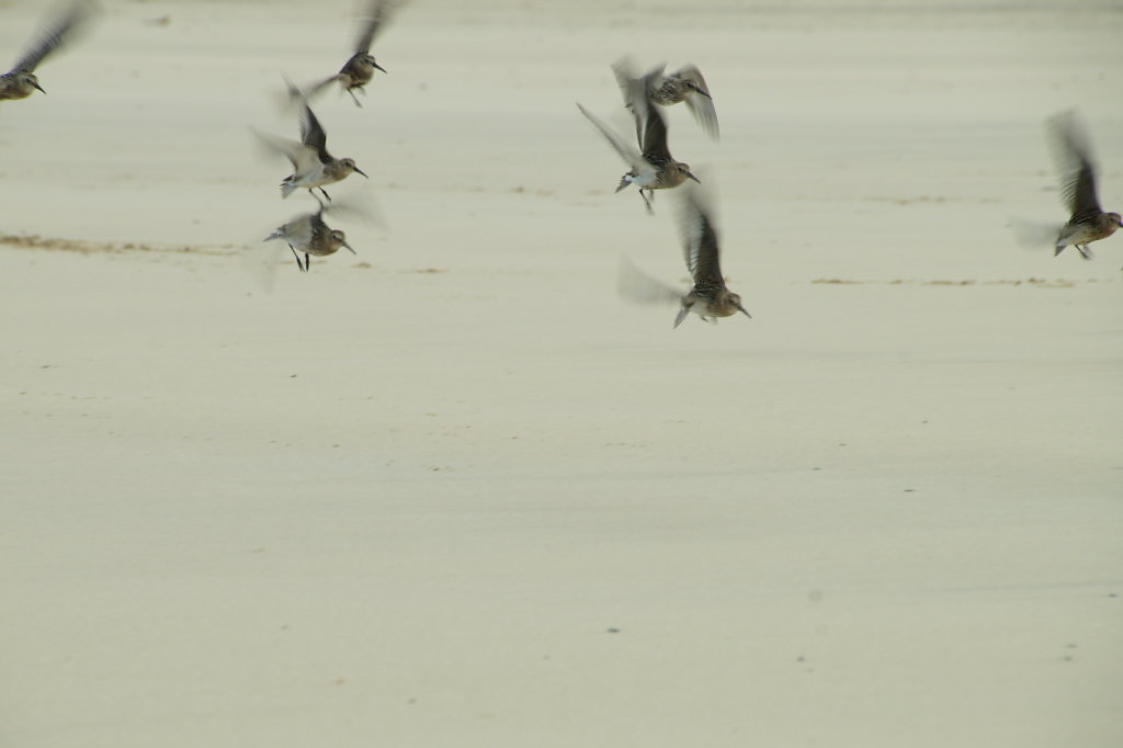 Strandlopers