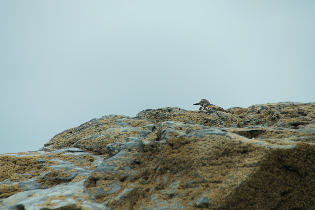 Camouflage