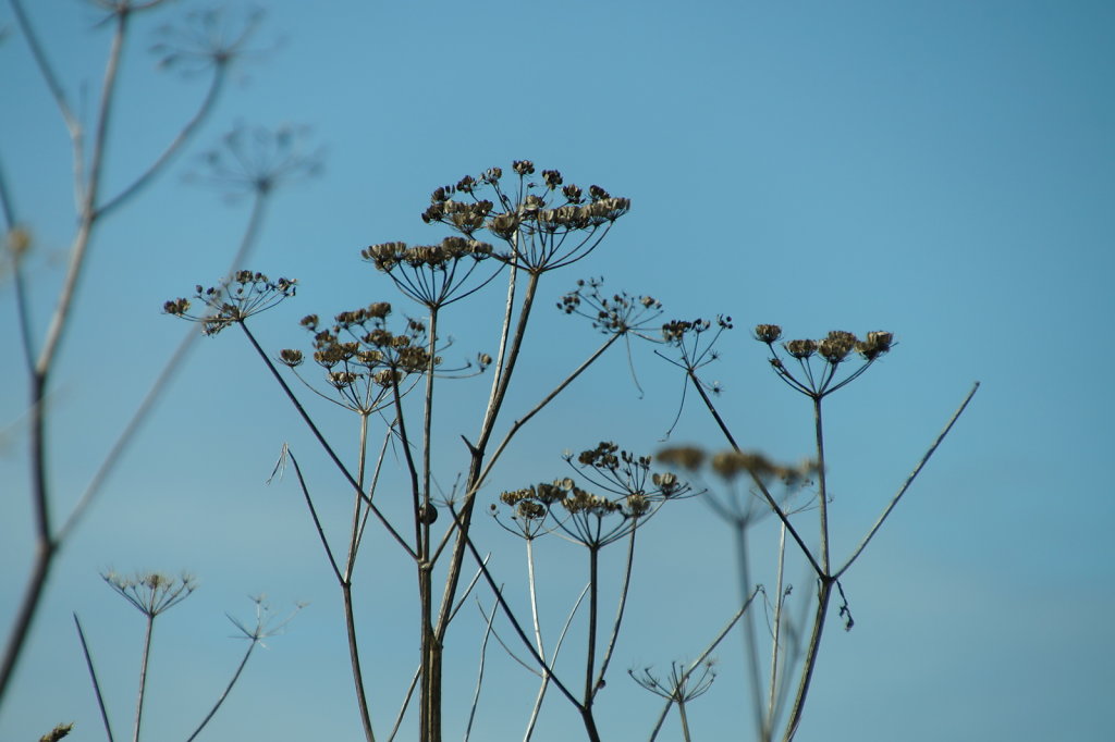 Bloemschermen