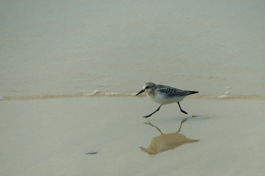 Strandloper