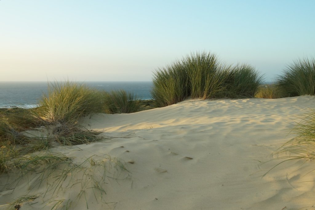 Duinen