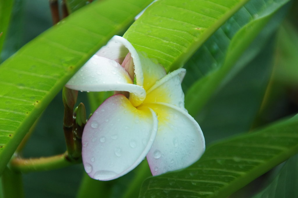 Frangipani