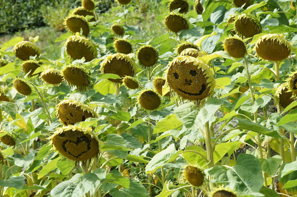 Vrolijke zonnebloemen